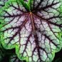 Fresh 200 Begonia Flowers Potted Flowers Purify Office Air Desktop Flowers Seeds