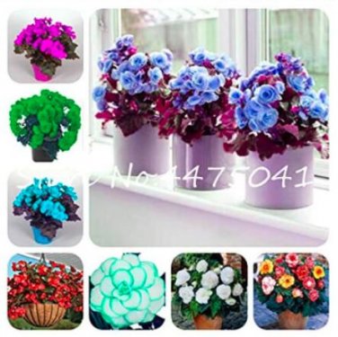Fresh 50 Pcs/Bag Rieger Begonias Flower Begonia Flower Coleus (Col:Mixed) Seeds