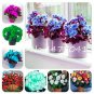 Fresh 50 Pcs/Bag Rieger Begonias Flower Begonia Flower Coleus (Col:Mixed) Seeds