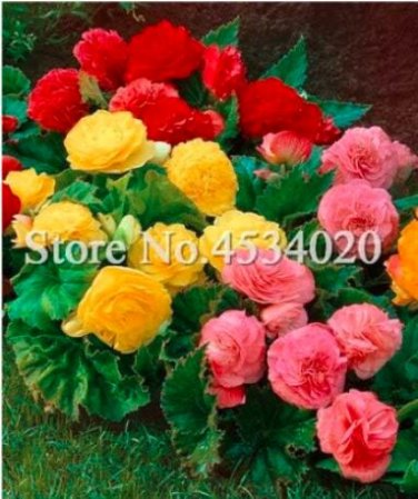 Fresh 100Pcs/Bag Exotic Rieger Begonias Begonia Multi Flap Flower Coleus Seeds