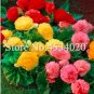 Fresh 100Pcs/Bag Exotic Rieger Begonias Begonia Multi Flap Flower Coleus Seeds