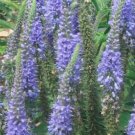 Fresh 200pcs/lot Spike Speedwell Veronica Spicata Plant Home Garden Seeds