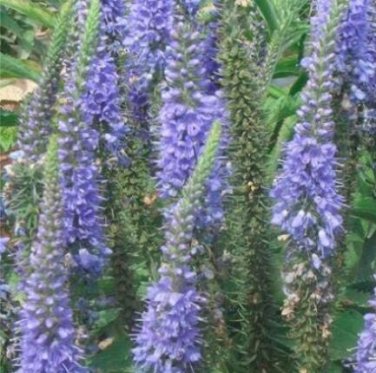 Fresh 200pcs/lot Spike Speedwell Veronica Spicata Plant Home Garden Seeds