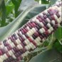 Fresh Sheng Li Waxy Corn Seed 5pcs Organic Vegetable Seed