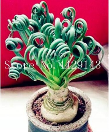 Fresh 500 Pcs Spring Grass Succulents Grass See ed Exotic Spiral Grass Seed