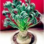 Fresh 500 Pcs Spring Grass Succulents Grass See ed Exotic Spiral Grass Seed