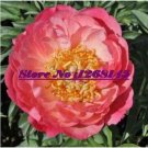 Fresh 10pcs Peony Coral Sunset (Large ) Paeonia lactiflora Bonsai Seeds