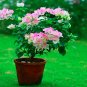 Fresh 100PCS Bougainvillea Spectabilis Willd Bonsai Seeds Light Pink White Flowers