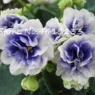Fresh 100 Pcs Mini Seed VioletColorful African Flower Matthiola Incana (Color: a)