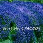 Fresh 200 Pcs Creeping Thyme Flower Rock Cress Ground Cover Mat Lawn (Color: 3) Seeds