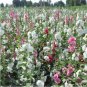 Fresh 50pcs / lot of red Scented Geranium Flower (Althaea rosea) (Color: 6) Seeds
