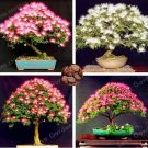 Fresh Albizia Flower Seeds Mixed