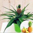 Fresh Thai Pineapple Ananas comosus Perennial Indoor Tropic Fruit Seeds