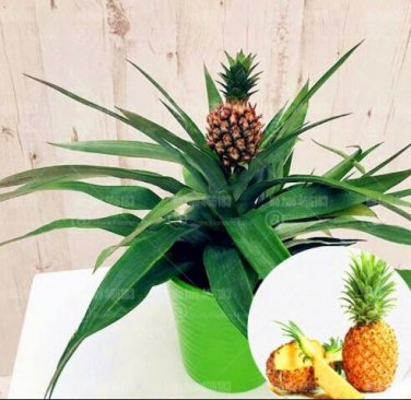 Fresh Thai Pineapple Ananas comosus Perennial Indoor Tropic Fruit Seeds