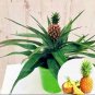 Fresh Thai Pineapple Ananas comosus Perennial Indoor Tropic Fruit Seeds