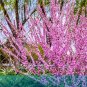 Fresh Flowering Plum Prunus triloba Tree Seed Outdoor Garden Flowering Plum Flower