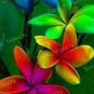 Fresh 100 Pcs Mixed Color Frangipani Flowers Plumeria Rubra (Color : Sky Blue) Seeds