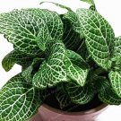Fresh Fittonia Verschaffeltii Seed Mini Easy Fun Flowers Seed Flower 100 Pcs (Color:1)