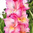 Fresh 100 Pcs Cut Gladiolus Flowers Perennial s Aerobic Gladiolus Flowers Flowers Seeds