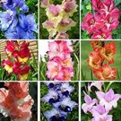 Fresh 100 Cut Gladiolus Flowers s Gladiolus Aerobic Flowers Flowers (Color:Multicolor) Seeds