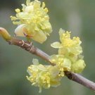 Fresh Spicebush Lindera benzoin Shrub 10 Seeds (Fragrant Fall Colors)