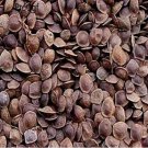 Fresh 200Pcs Mimosa tenuiflora (Color: Seed)