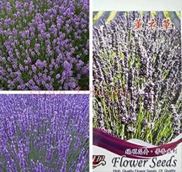 Fresh Real Lavender s Each containing 15 Capsules is in . The Flowers are Purple Seeds