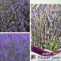 Fresh Real Lavender s Each containing 15 Capsules is in . The Flowers are Purple Seeds