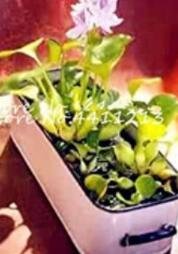 Fresh 100Pcs/bag Seed Water Hyacinth Flower Water Hyacinth Floating (Color:12)
