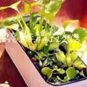 Fresh 100Pcs/bag Seed Water Hyacinth Flower Water Hyacinth Floating (Color:12)