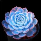 Fresh 100pcs 100% Real Blue Echeveria semillas Succulent sementes (Ni shi lian) Seeds