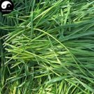 Fresh Ryegrass Grass Semente 1000pcs Plant Evergreen Forage Grass Ryegrass Seeds