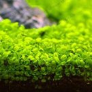 Fresh 300 PCS Aquarium Aquatic Water Grass (Col:Mix) Seeds