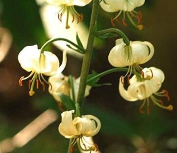 Fresh White TURK S Cap Lily Lilium Martagon Mortagon Michigan Wildflower 200 Rare Seed