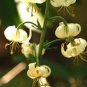 Fresh White TURK S Cap Lily Lilium Martagon Mortagon Michigan Wildflower 200 Rare Seed
