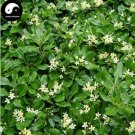 Fresh Tobira Tree Semente 60pcs Plant Shrub Tree Pittosporum Hai Tong Seeds