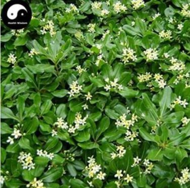 Fresh Tobira Tree Semente 60pcs Plant Shrub Tree Pittosporum Hai Tong Seeds