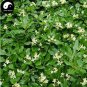 Fresh Tobira Tree Semente 60pcs Plant Shrub Tree Pittosporum Hai Tong Seeds