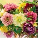 Fresh Helleborus Niger Seeds Mixed Flowers