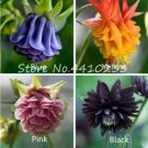 Fresh 200 Pcs Hardy Aquilegia Flower Mixed European Flower Embellishing (Color: Mix) Seeds