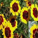 Fresh 100pcs/bag Calliopsis Cosmos bipinnatus Chrysanthemum Branch Seeds (Col:7)