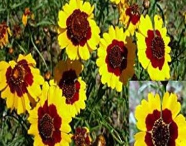Fresh 100pcs/bag Calliopsis Cosmos bipinnatus Chrysanthemum Branch Seeds (Col:7)