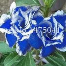 Fresh Blue White Desert Rose Adenium 5 Seeds / Pack amazing color