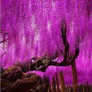 Fresh Wisteria Sinensis Tree Seeds Rose Redish Purple Colors