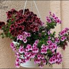Fresh 10PCS Geranium Martha Washington Mixed Redish Black Pink Purple Seeds