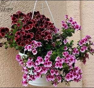 Fresh 10PCS Geranium Martha Washington Mixed Redish Black Pink Purple Seeds
