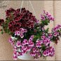 Fresh 10PCS Geranium Martha Washington Mixed Redish Black Pink Purple Seeds