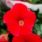 Fresh 200pcs Hibiscus24kinds Hibiscus ROSA SINENSIS Flower (Col:12) Seeds