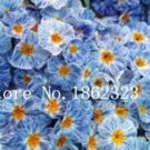 Fresh 100 Pcs True Europe Primula Acaulis Seed Primrose Seed Flower Seeds