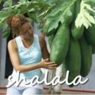 Fresh Super Sweet Big Papaya Fruit Seed Non GMO Potted Seed fruit Tree Seed and